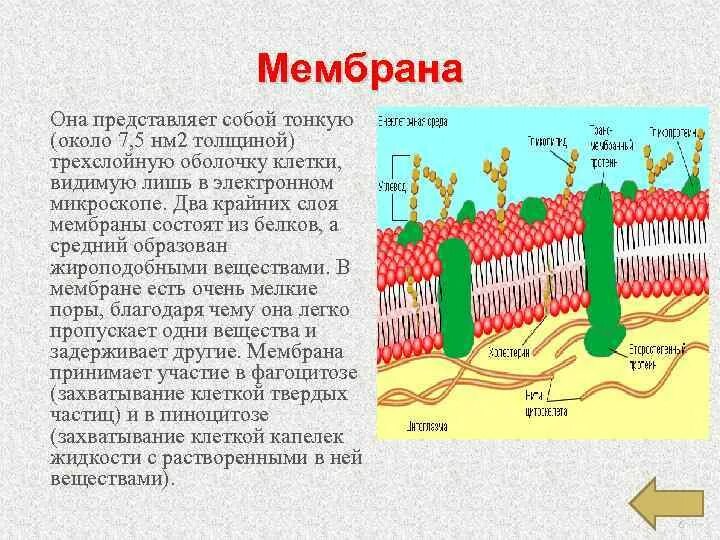 Строение мембраны клетки. Тилакоидное пространство. Плазматическая мембрана растительной клетки. Строение плазматической мембраны растительной клетки. У растений мембрана покрыта.