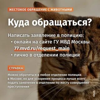 Защита животных куда