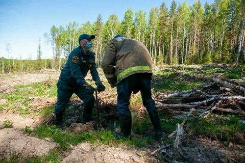 Нашли лесничего