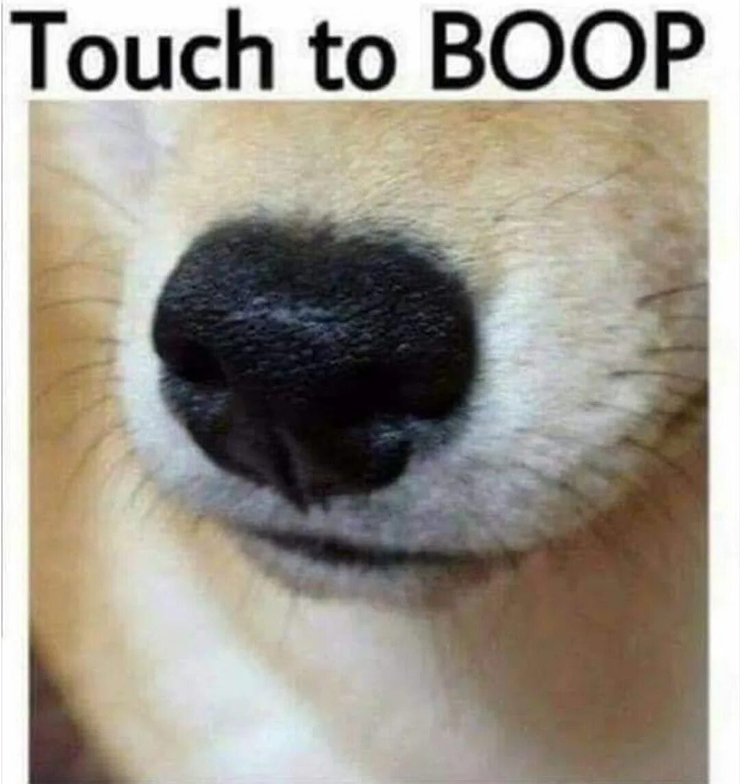 Boop the Snoot. Boop Dog nose. Boop Мем собака в лесу. Boop перевод