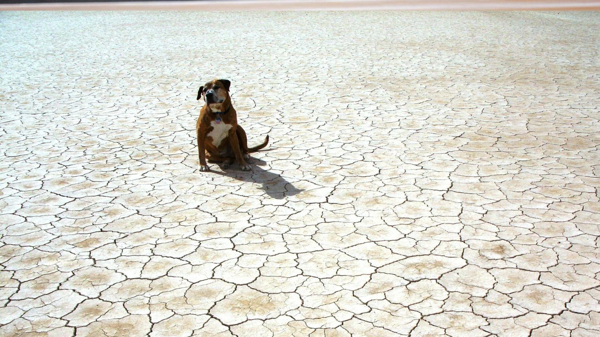 Засуха животные. Засуха. Собака выносящая засуху. Засуха смешные картинки.