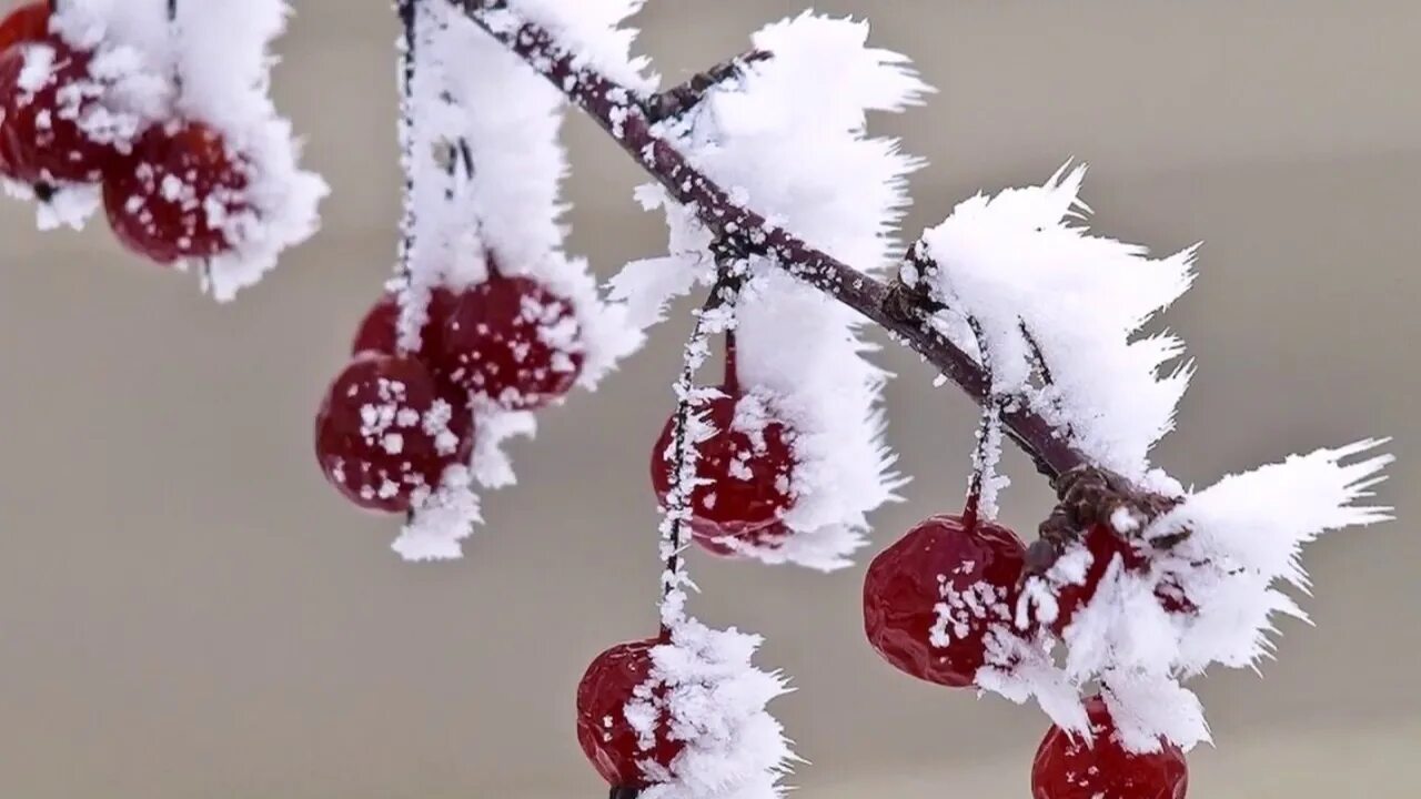 Вишня под снегом
