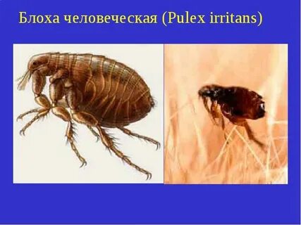 Значение блох