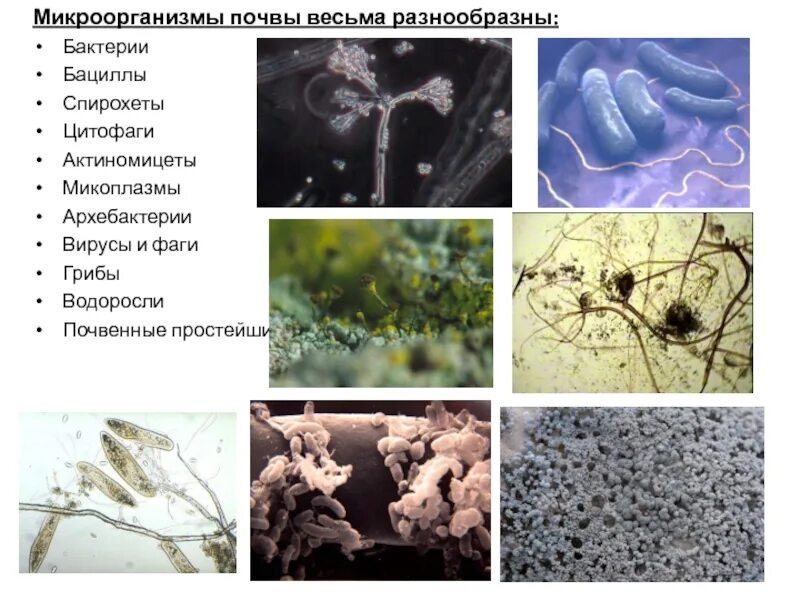 Какая среда жизни населена бактериями грибами водорослями. Функции микроорганизмов в почве. Простейшие бактерии грибы архебактерии. Бактерии которые обитают в почве и название. Патогенные микроорганизмы почвы.