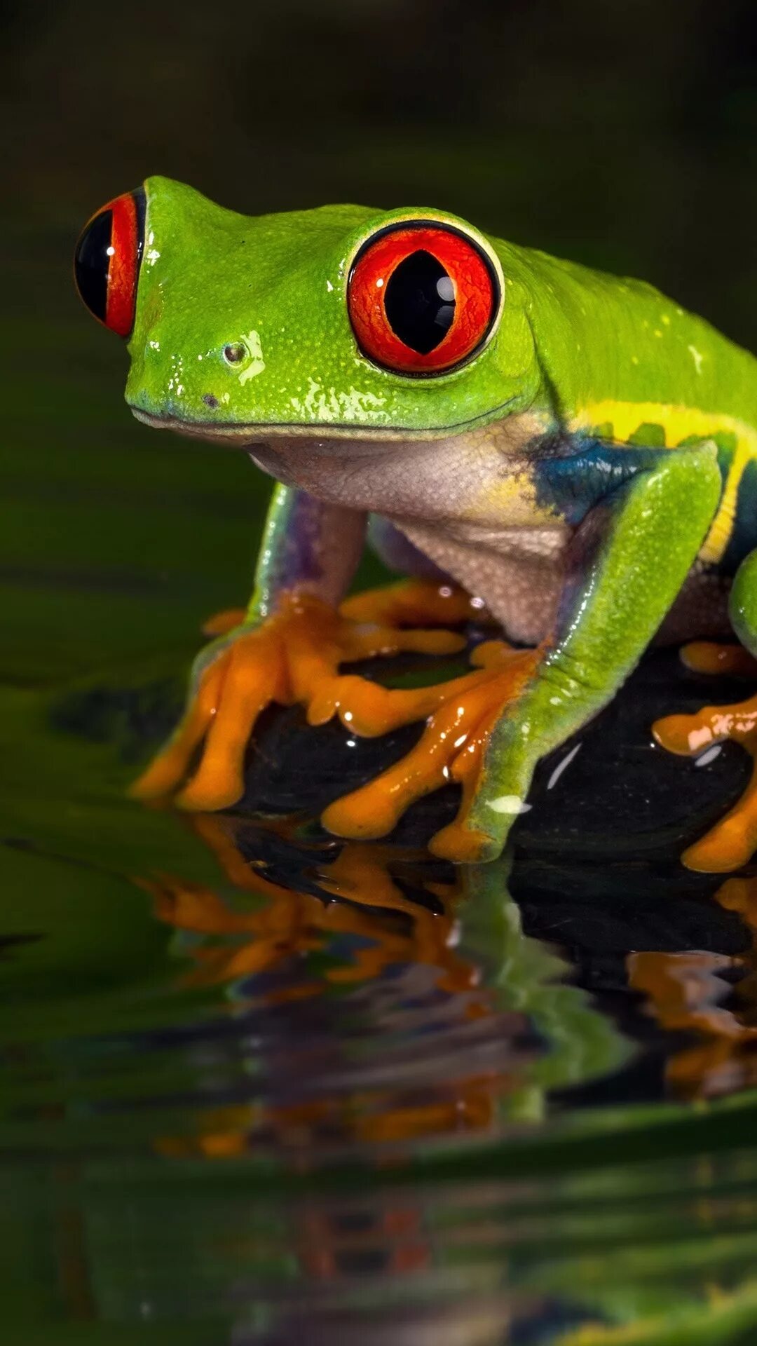 Покажи видео лягушек. Лягушка квакша зеленая Эстетика. Лягушка Green Frog. Лягушка Грин Фрог зеленая. Птицеголосая квакша.