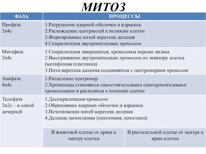 Укажите основные отличия мейоза от митоза 9. Таблица митоз 10 класс биология. Характеристика фаз митоза. Фазы митоза и их описание. Митоз фазы и процессы таблица.