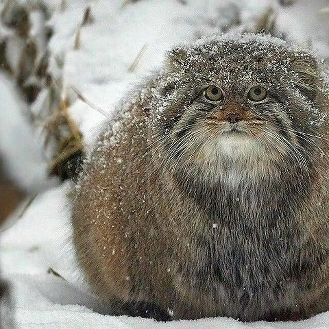 Мануалы cat