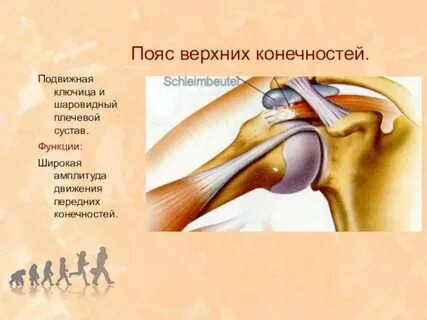 Пояс верхних конечностей функции