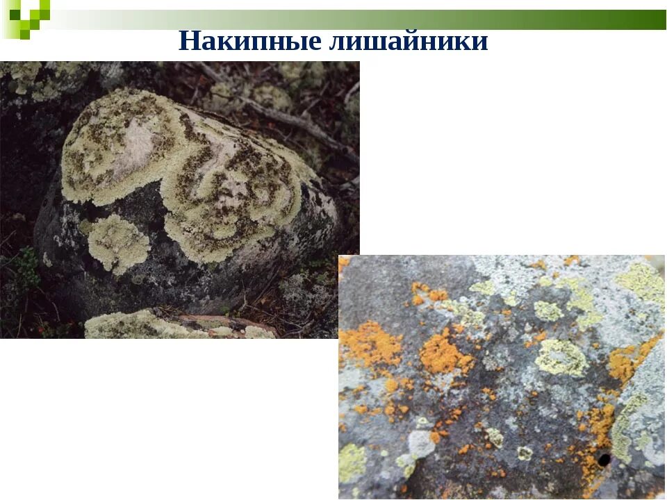 Специалисты по лишайникам давно ведут дискуссию