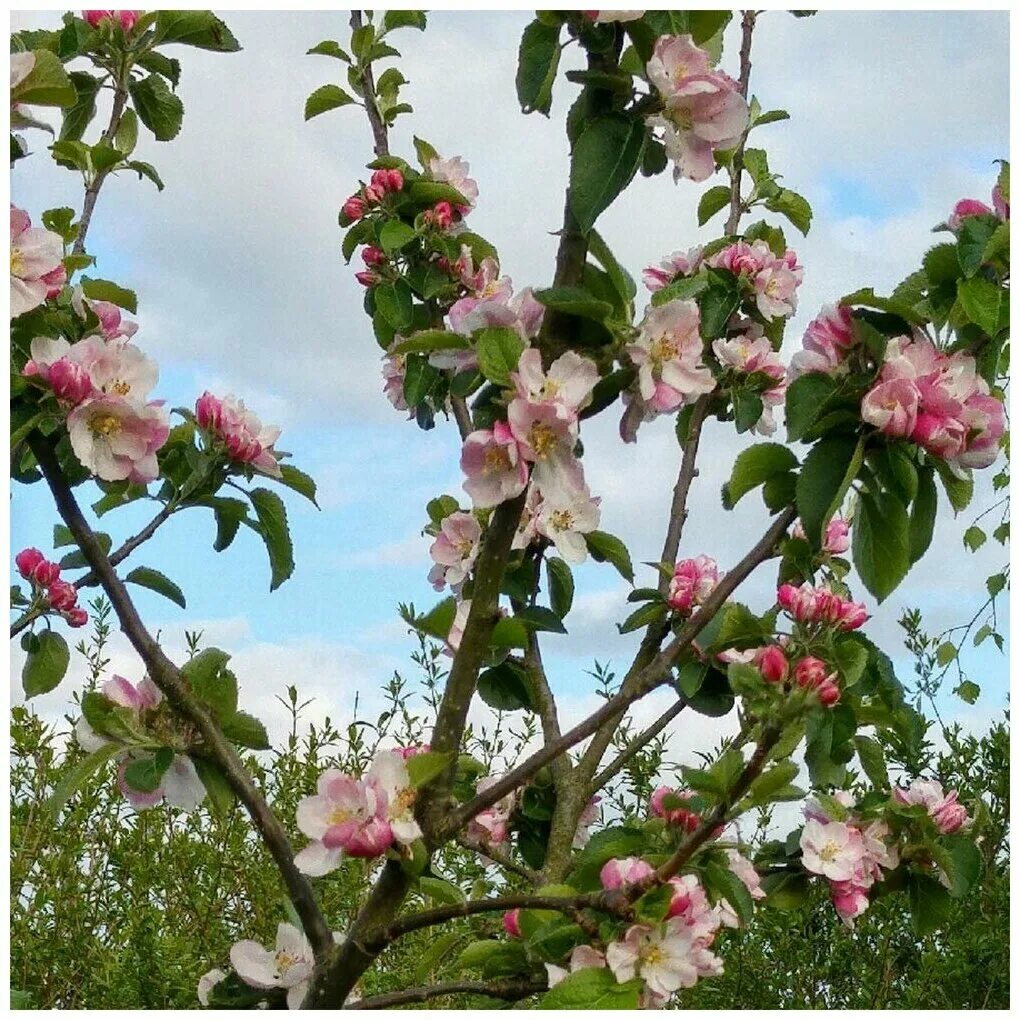 Вид яблони домашней. Малус доместика. Malus domestica яблоко. Яблоня домашняя (Malus domestica). Malus domestica дерево.