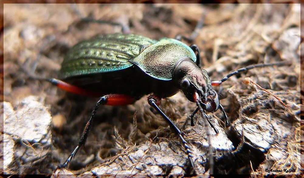 Хищный жук 8. Жук актеон. Бугорчатая мантикора. Manticora жук. Полевые жуки.