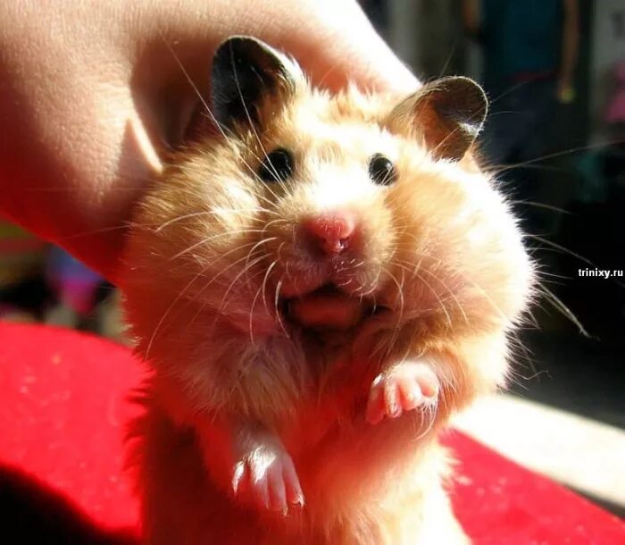 комьо зомяк. злой хомяк. джунгарский хомячок. хомячок мем. комьо зомяк.