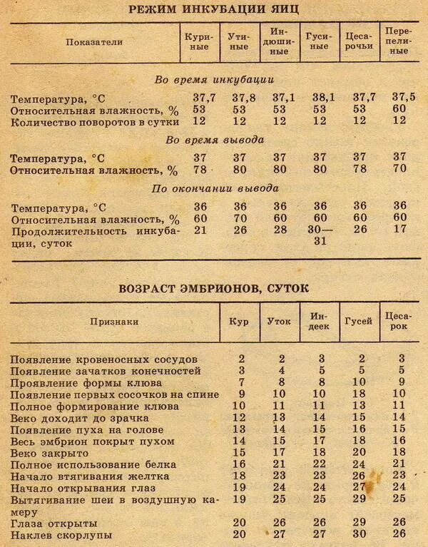 Какая температура должна быть при инкубации. Температура вывода цыплят в инкубаторе таблица. Режим инкубации куриных яиц таблица. Таблица вывода цыплят в инкубаторе в домашних условиях инкубатором. Температурный режим в инкубаторе для куриных яиц таблица.