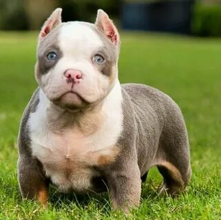 Pitbull baby