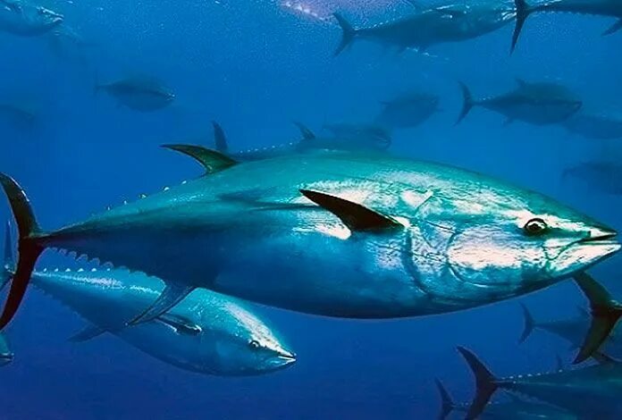 Search NOAA Fisheries