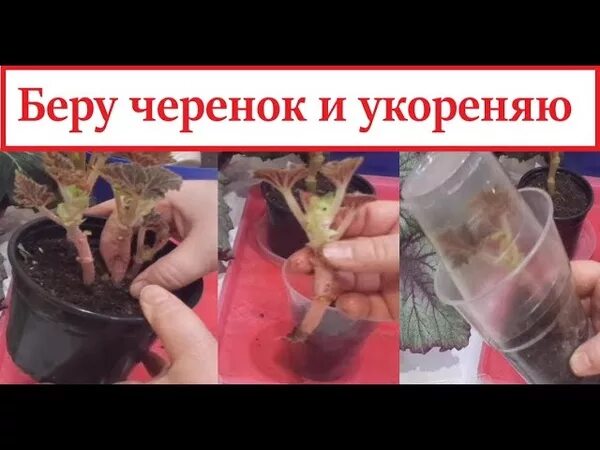 Прищипывать ли бегонию клубневую