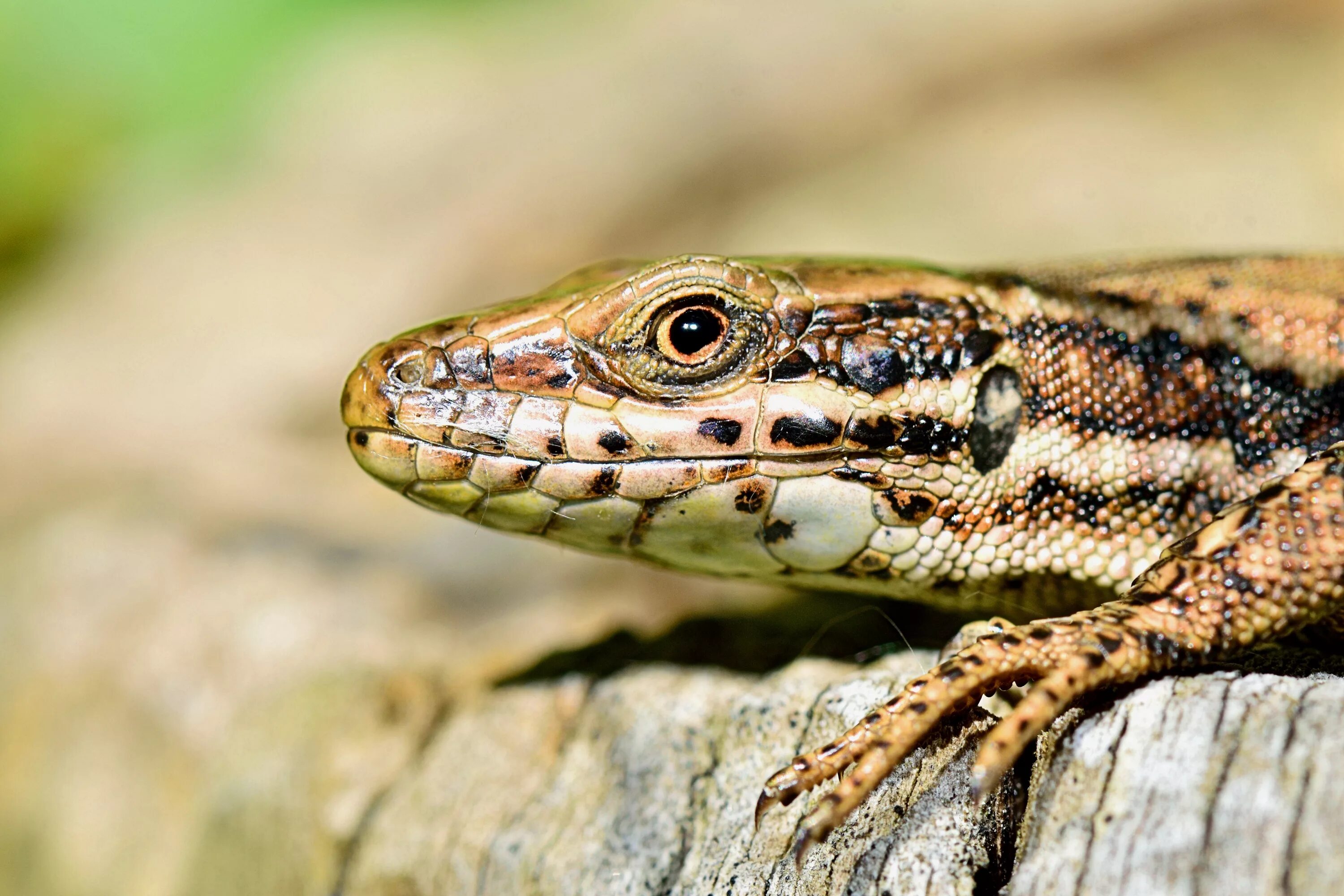 Ящерица п. Ящерица прыткая (лат. Lacerta Agilis). Голова ящерицы прыткой. Живородящая ящерица, разноцветная ящурка. Зеленая прыткая ящерица.