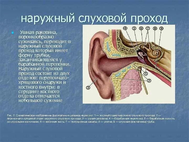 Строение наружного слухового прохода. Строение наружной слуховой раковины. Слуховой проход строение и функции. Наружный слуховой проход состав.