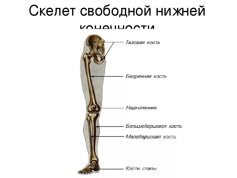 Скелет ноги состоит. Строение костей нижней конечности. строение скелета нижней конечности человека. кости нижних конечностей человека анатомия. скелет нижней конечности анатомия.