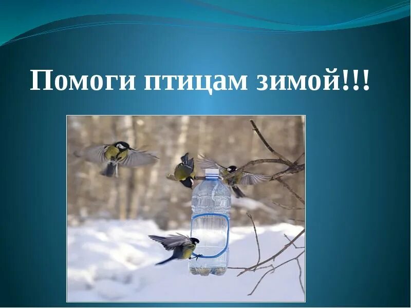 Проект помоги птицам зимой 2 класс. Помоги птицам зимой. поможем птицам зимой. помощь зимующим птицам. помогайте птицам зимой.