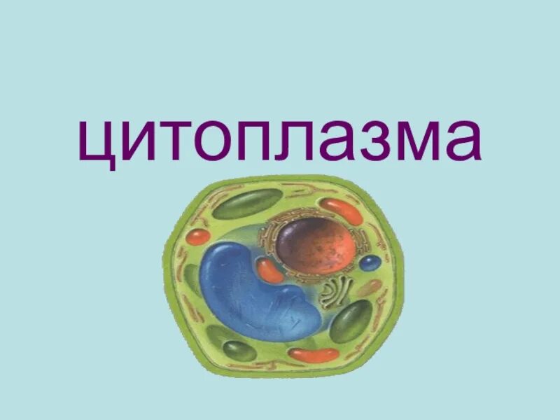 Биология повторяем. Цитоплазма клетки 5 класс биология. что такое цитоплазма в биологии 5 класс. цитоплазма фото. цитоплазма в живой клетке.