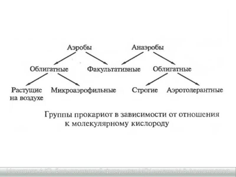 Факультативные и облигатные анаэробы и аэробы. Аэробы факультативные анаэробы облигатные анаэробы. Аэробы схема. Классификация бактерий аэробы анаэробы. Этапы анаэробных организмов