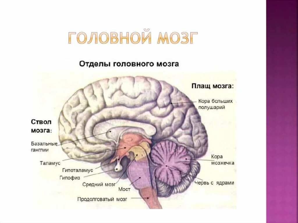 Отделы головного мозга задний средний и передний. Ствол головного мозга и мозжечок. головной мозг передний средний задний мозг. конечный мозг промежуточный мозг средний мозг. отделы головного мозга большой мозг мозжечок ствол.