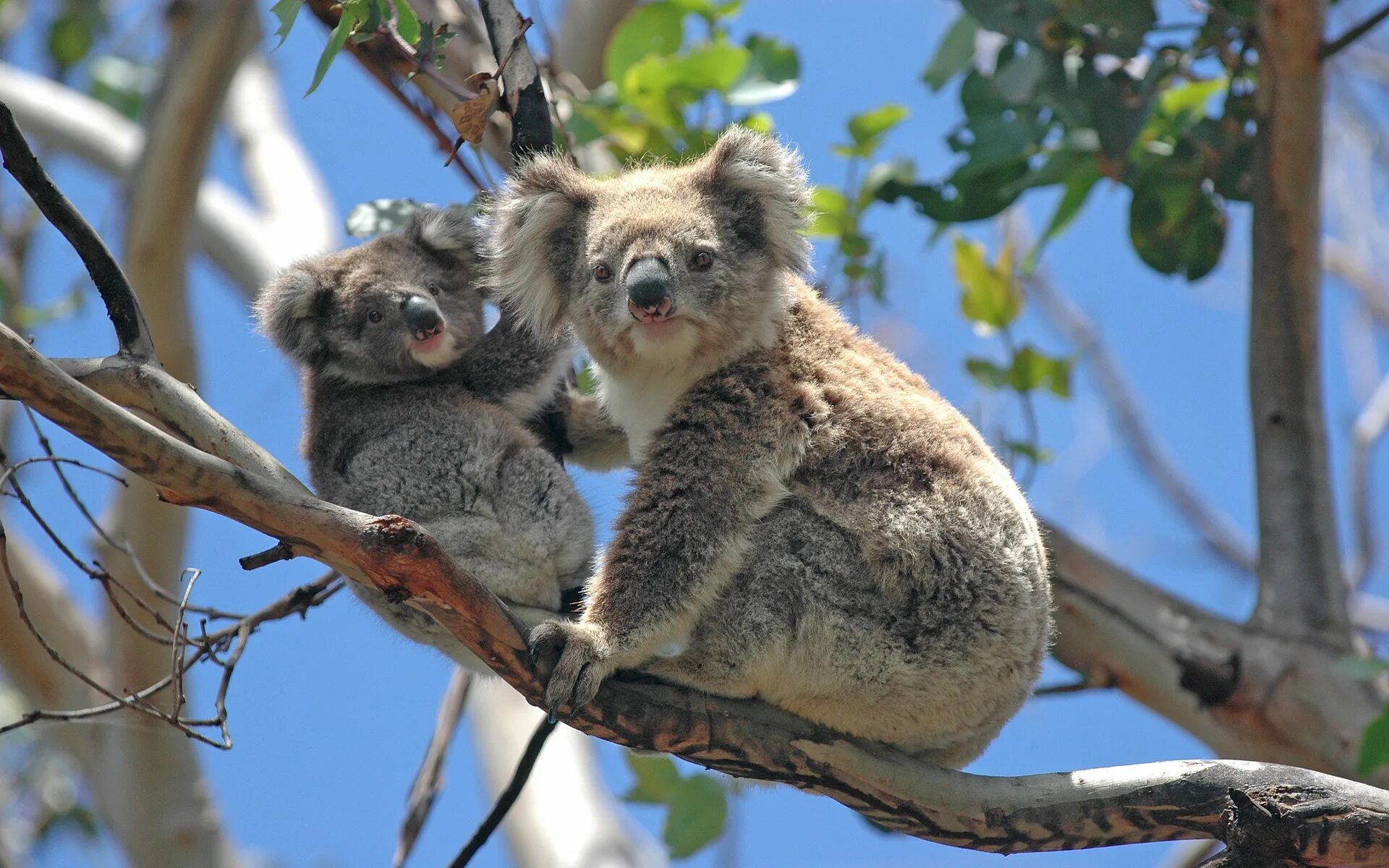 Коала сумчатое. Австралия фауна коала. Сумчатые кенгуру. Коала парк в Австралии. Австралийская коала