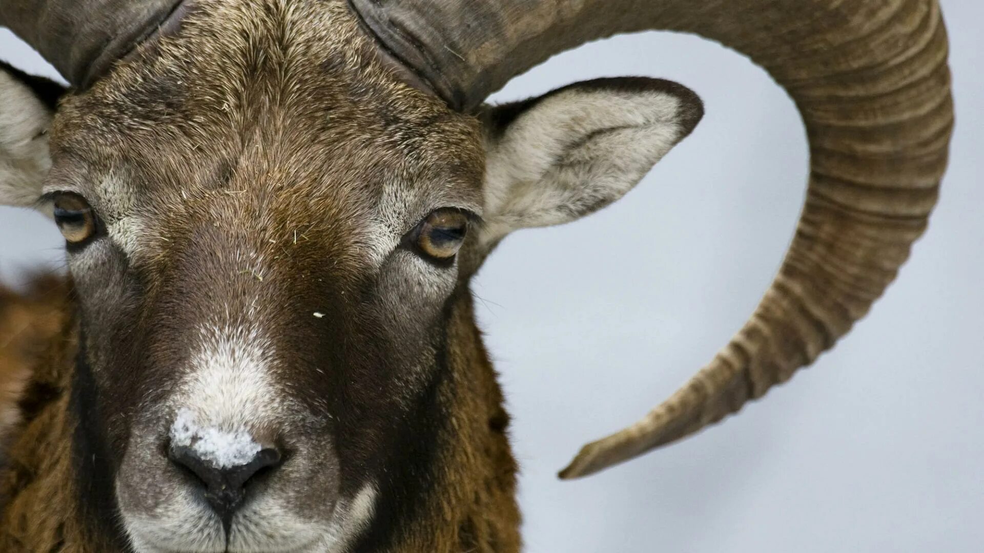 Ovis ii