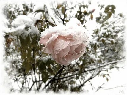 Миролюбова зимние розы песня
