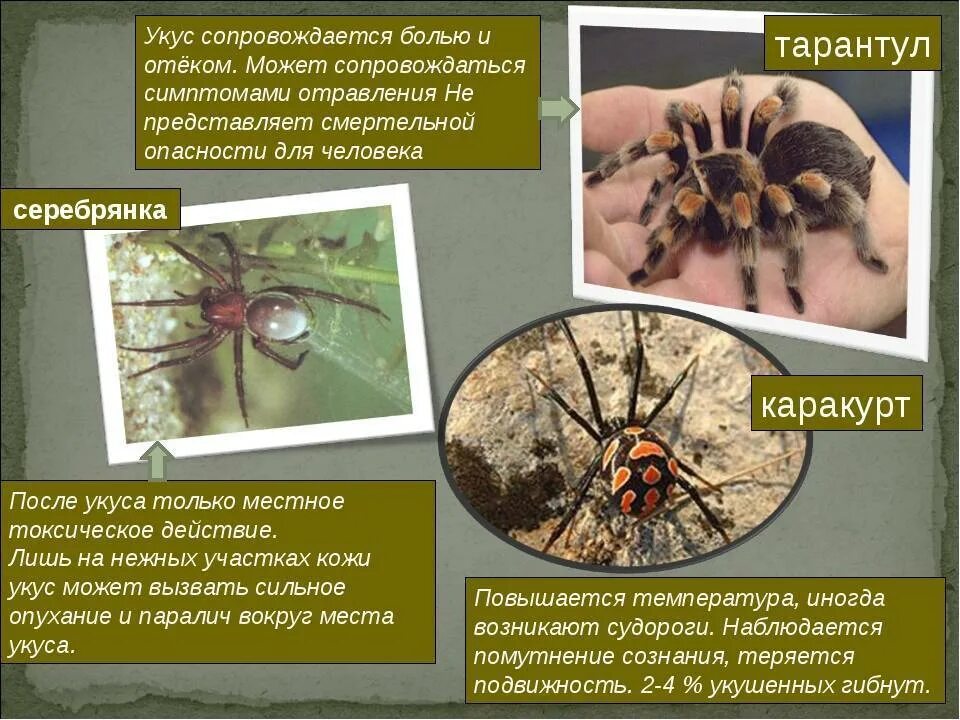 Адаптация паукообразных. Каракурт птицеед. Пауки ядовитые для человека. Тарантул паук ядовитый для человека.