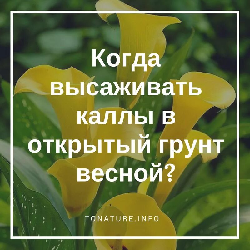 Когда можно высадить каллы в открытый грунт. Когда высаживать каллы в открытый грунт. когда можно высаживать каллы в открытый грунт весной. каллы высадка в открытый грунт весной. грунт для каллы.