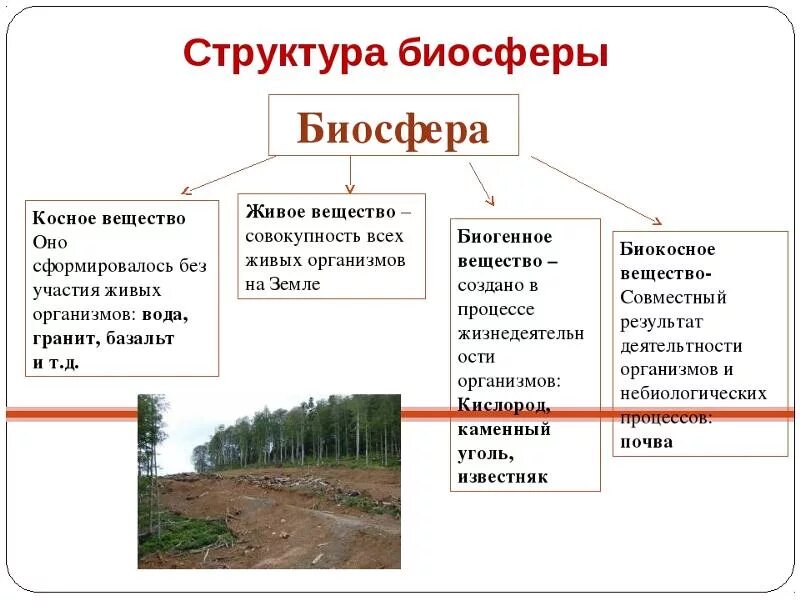 Вещество биосферы #БиологияЕГЭ 2020 Илья Биолог Биология ЕГЭ и ОГЭ ВКонтакте