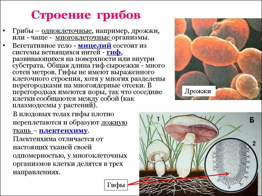 Грибные клетки покрыты. Строение гриба с грибницей. Строение грибницы мицелия. Строение мицелий грибов биология. Царство грибы строение гриба.