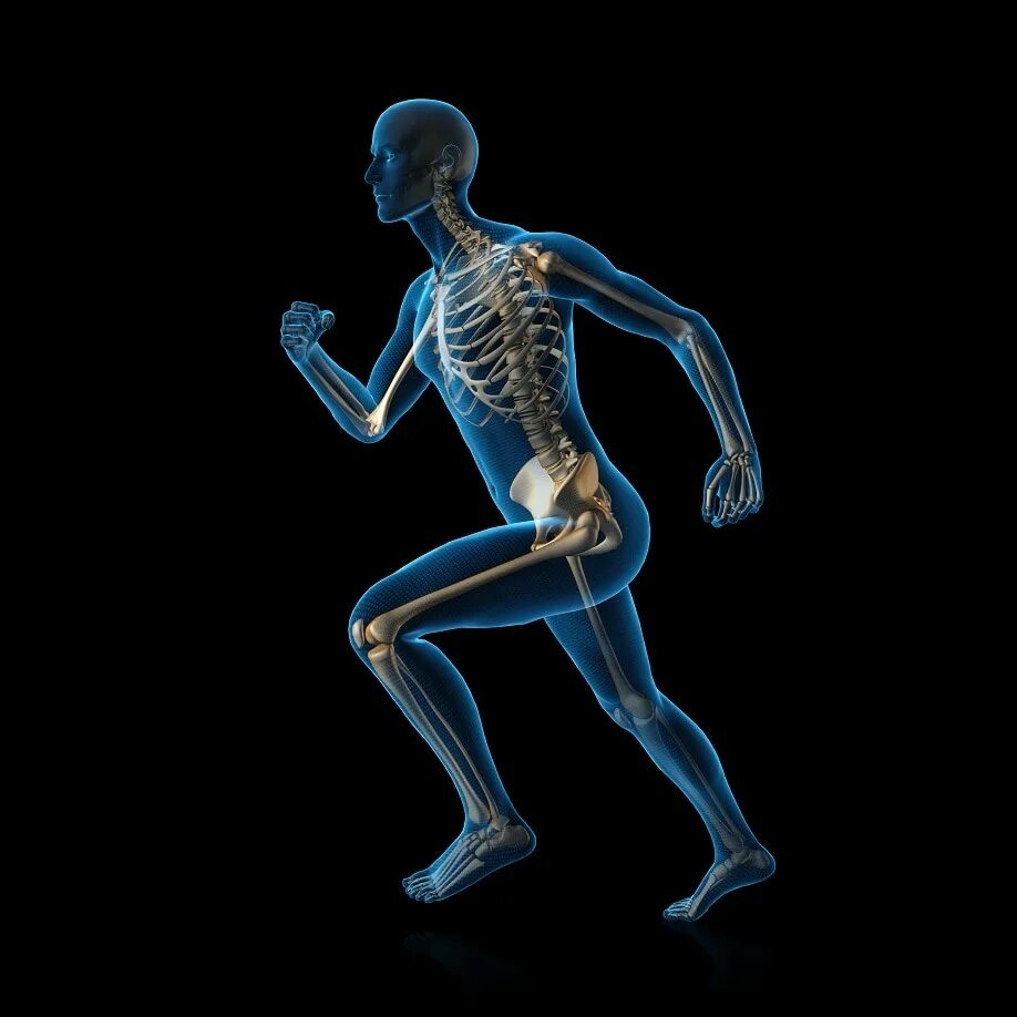 Какие изменения будут в движении. Человек в движении. Биомеханика движений человека. Биомеханика опорно-двигательного аппарата человека. Скелет в движении.
