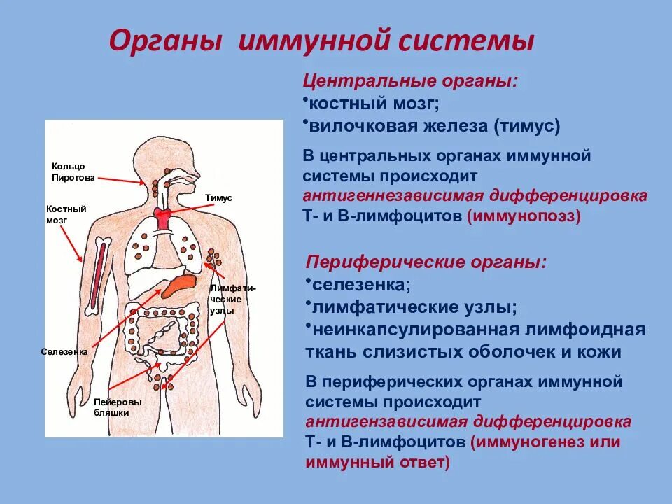 Периферические органы иммунной системы строение и функции. Центральные и периферические органы иммунной системы схема. Костный мозг иммунная система. Иммунная система организма. Центральные органы иммунной системы. Иммунный центр