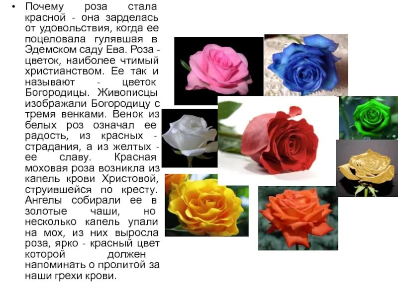 Как описать розу. Язык цветов розы. Значение разных цветов роз. Цвета роз названия.