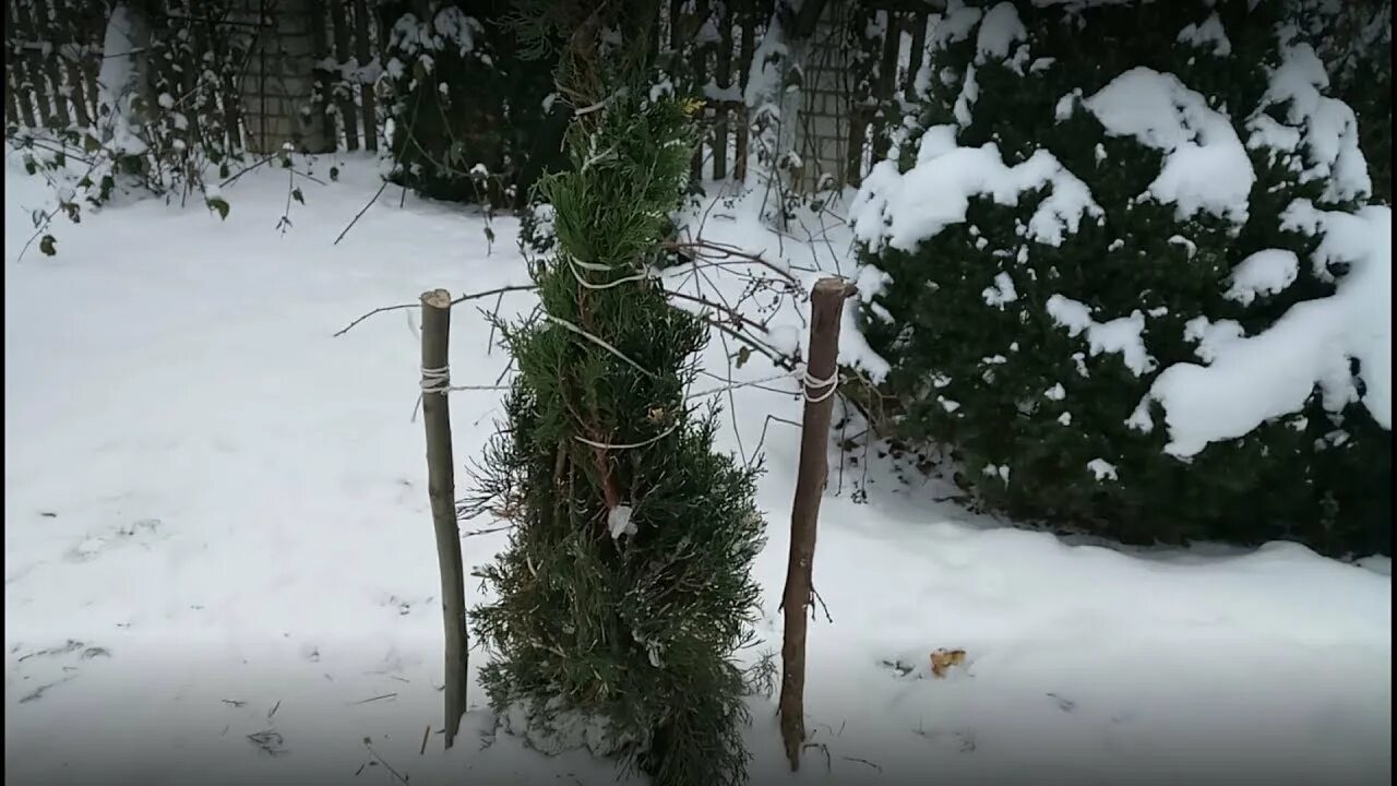 Как укрыть шелковицу