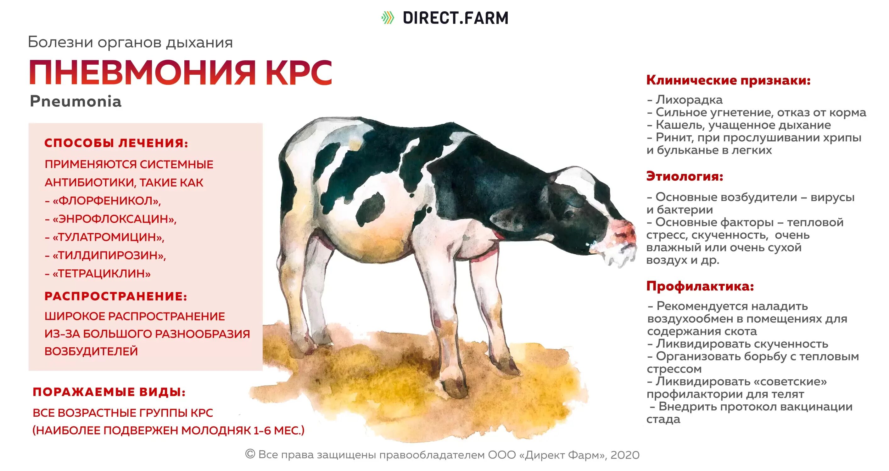 Бронхопневмония профилактика КРС. Ветеринария КРС Ветеринария болезни. Тимпания молодняка КРС. Бронхопневмония телят симптомы.