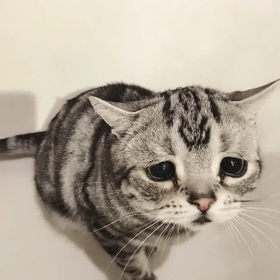 Расстроенный котенок. Грустная кошка. Грустная кошка. Грустный котик. Поставь самый грустный.