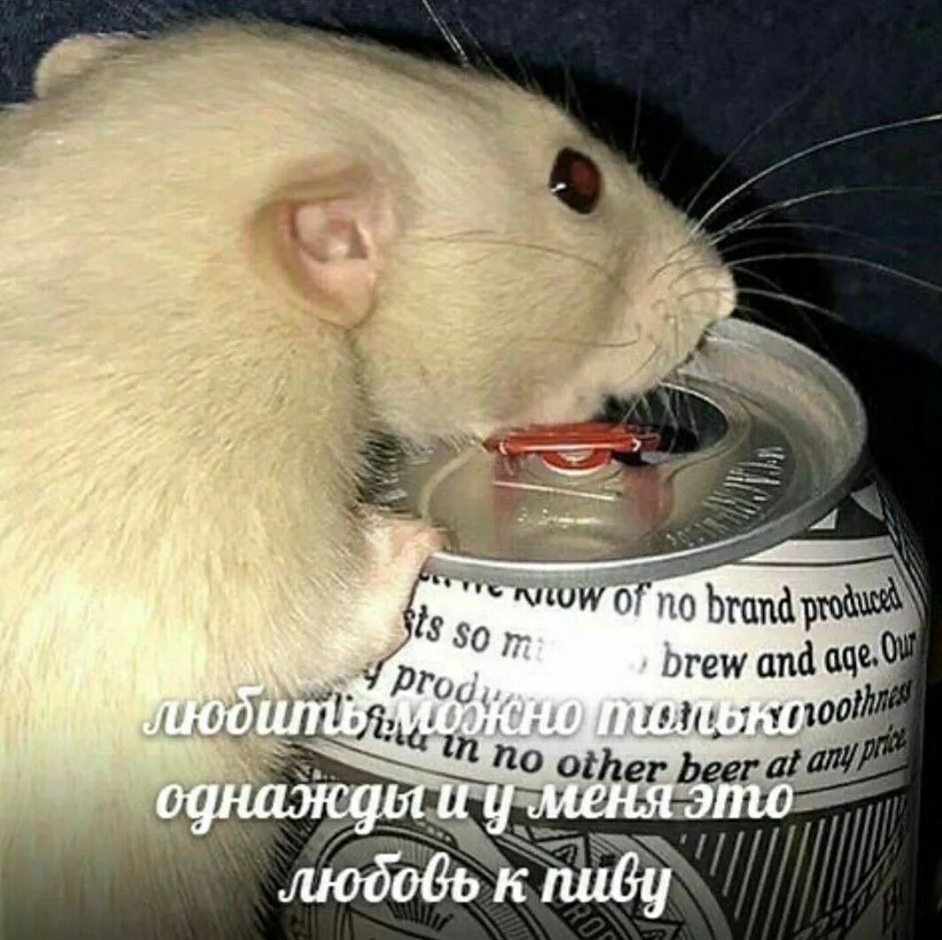 Как пьют крысы