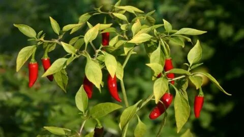 Červená chilli paprička: Ohnivá zelenina, která promění vaši zahradu i kuchyni! Zjistěte, jak ji pěstovat a proč by neměla chybět v žádném jídle!