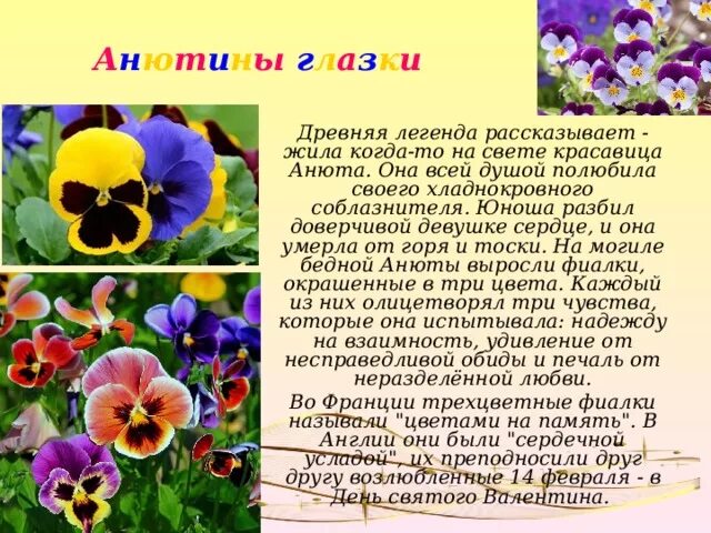 Анютины глазки почему. Анютины глазки Легенда о цветке. Анютины глазки поверья и легенды. Легенда про Анютины глазки для 2 класса. Анютины глазки Легенда о цветке для детей.