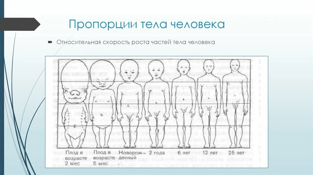 Формирование органов человека. Таблица пропорций тела ребёнка. Пропорции тела новорожденного ребенка таблица. Пропорции тела человека. Соотношение пропорций тела человека.