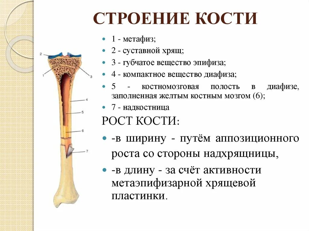 Запасающая функция кости. Кость строение метафиз. Структура костей анатомия. Внешнее и внутреннее строение кости. Строение трубчатой кости биология.