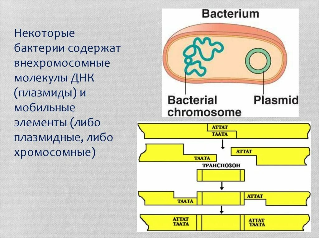 Днк кольцевая расположена. Внехромосомные генетические элементы бактерий. Внехромосомная ДНК прокариот. Молекула ДНК У бактерий. Плазмида бактерий.