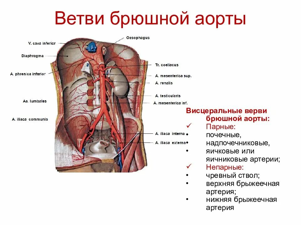 Брюшная часть аорты: топография, париетальные и висцеральные ветви. Париетальные ветви брюшной части аорты. Парные висцеральные ветви брюшной аорты. Парные висцеральные ветви брюшной части аорты.