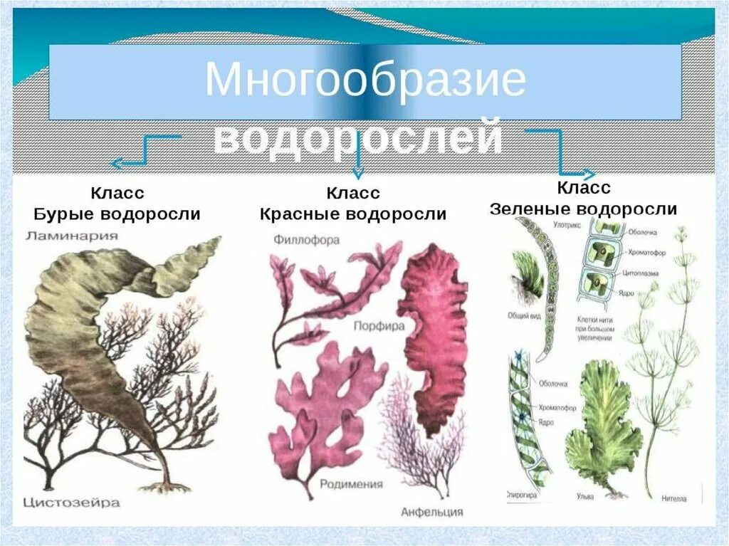 Какие организмы относят к бурым водорослям. Водоросли биология строение. Строение и многообразие водорослей. Многообразие многоклеточных водорослей. Водоросли их многообразие в природе.