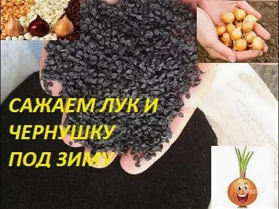 Лук чернушка под зиму. Чернушку под зиму сажают. посев лука чернушки под зиму. сажаем лук чернушку под зиму.