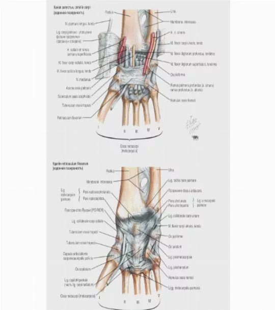 Связки на руке. Упражнения для сухожилий и связок. Упражнения на сухожилия рук. Крепкие связки рук.